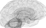 Wireframe of the human brain