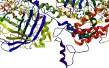 Research on Antioxidant Role in Schizophrenia and Psychosis Points to Possible Therapeutic Value of Compound Found in Broccoli