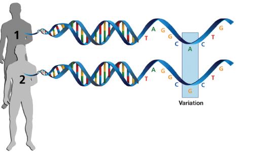 A RESEARCHER’S PERSPECTIVE: What Genetics Is Telling Us About Substance Use Disorders