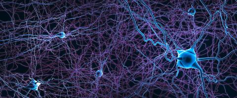 Study Finds Patterns of Brain Atrophy in Schizophrenia Converge on a Common Functional Brain Network